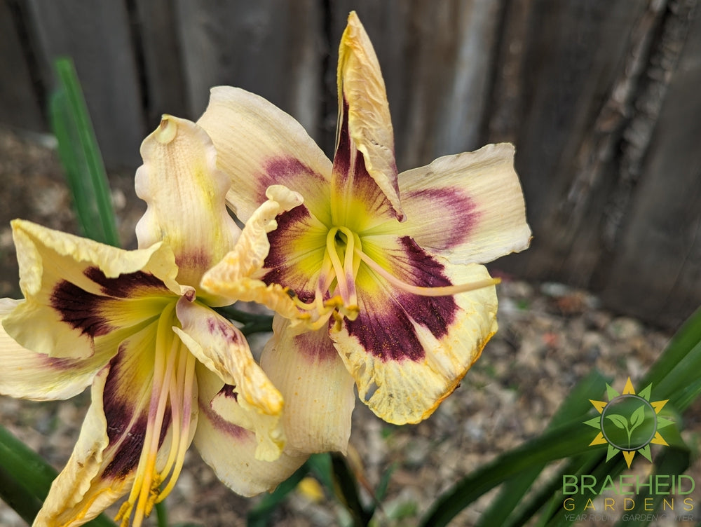 Daylily Moonlit Masquerade - NO SHIP -
