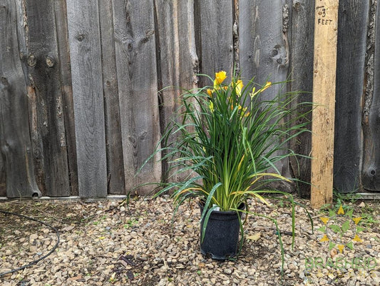 Daylily Stella D'oro Yellow - NO SHIP -