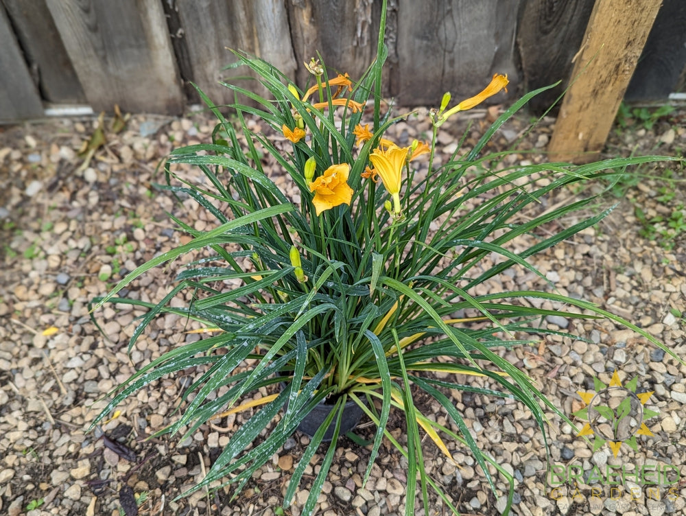 Daylily Stella D'oro Yellow - NO SHIP -