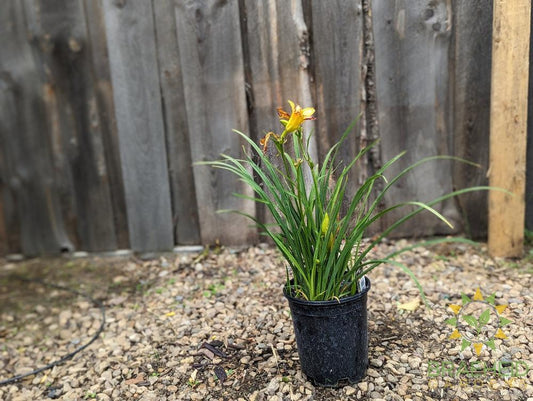 Daylily Punch Yellow - NO SHIP -