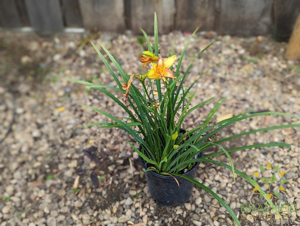 Daylily Punch Yellow - NO SHIP -