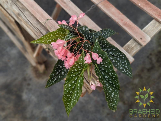 Angel Wing Begonia