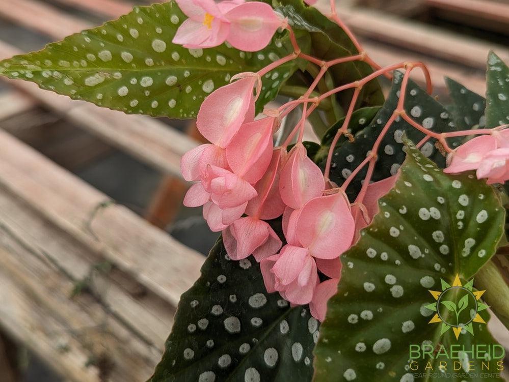 Angel Wing Begonia