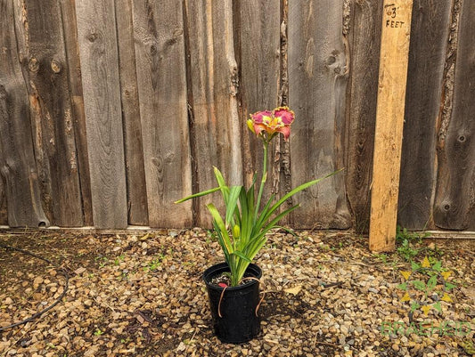 Daylily Collage - NO SHIP -