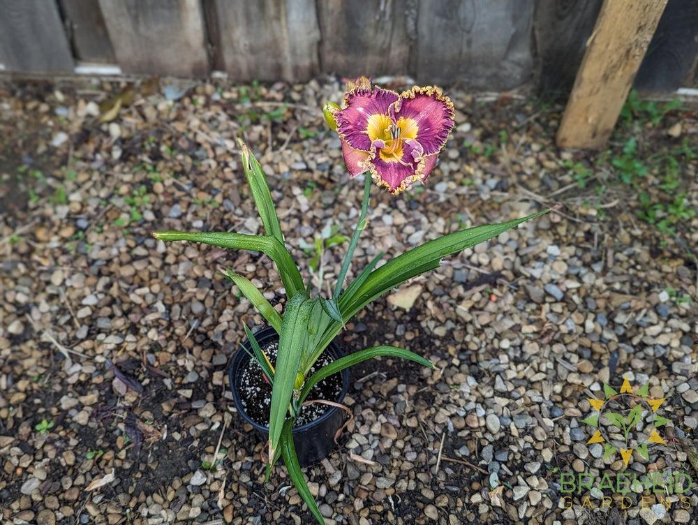 Daylily Collage - NO SHIP -