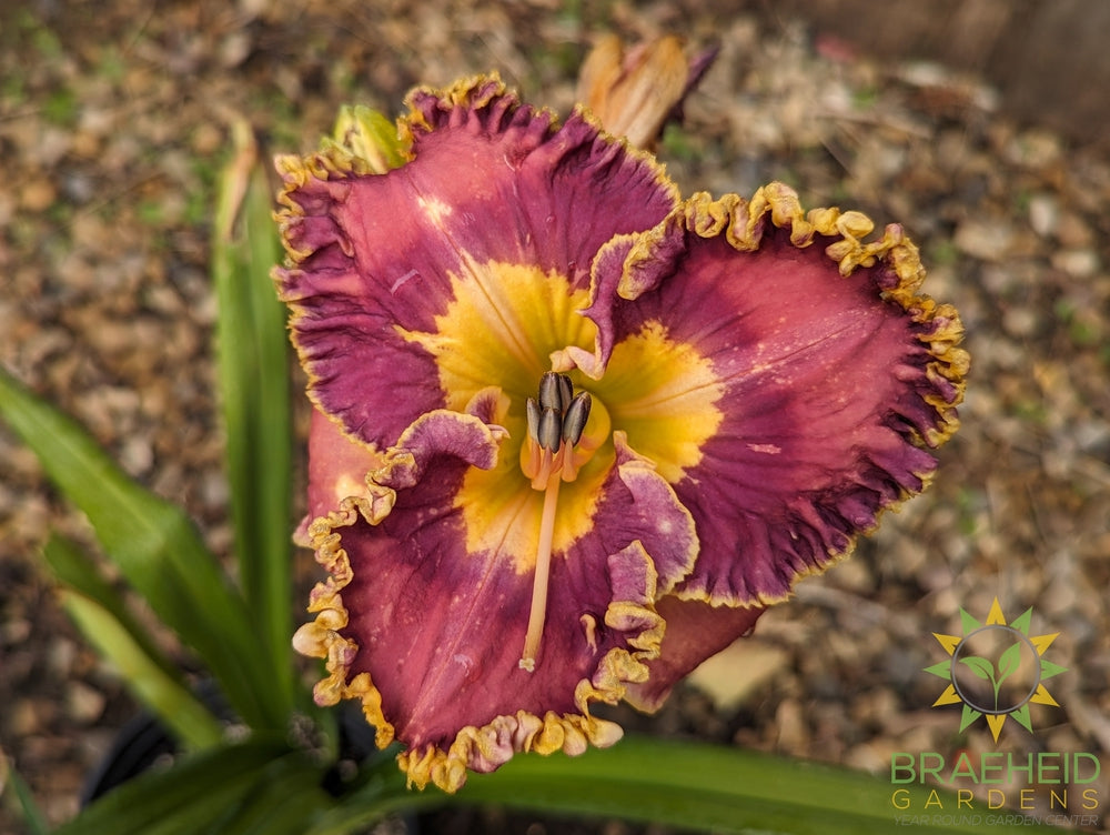 Daylily Collage - NO SHIP -