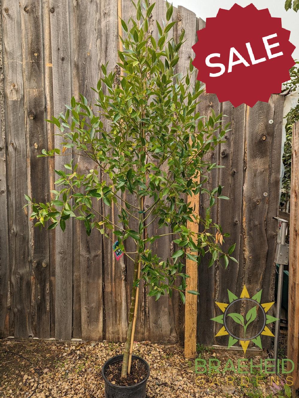 Laurel Leaf Willow - NO SHIP - Tree for sale, Grown in Grande Prairie -Braeheid Gardens Ltd. on Emerson Trail