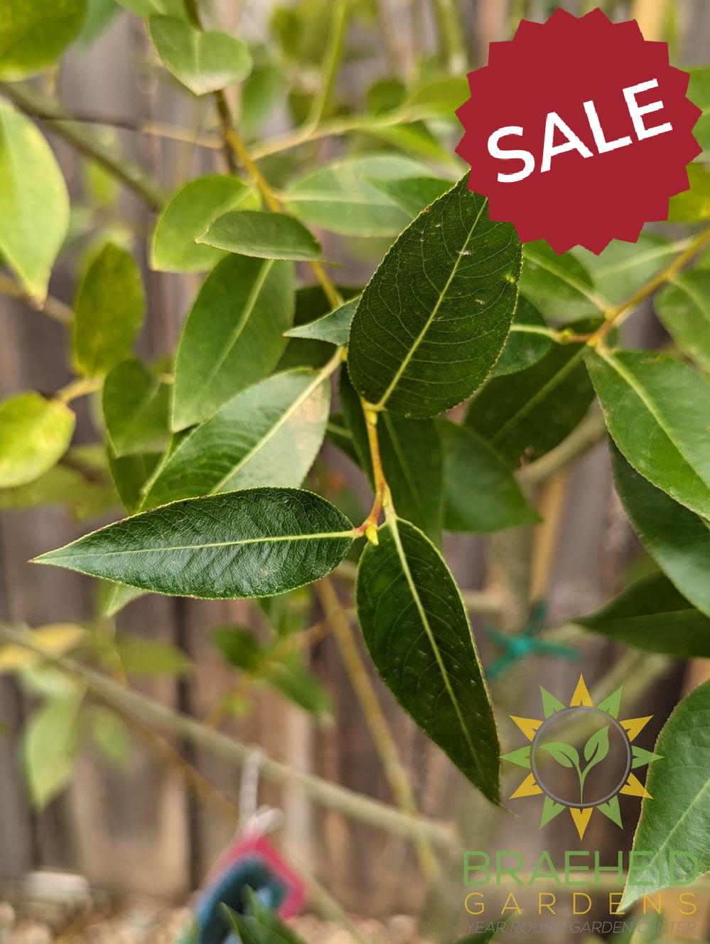 Laurel Leaf Willow - NO SHIP - Tree for sale, Grown in Grande Prairie -Braeheid Gardens Ltd. on Emerson Trail