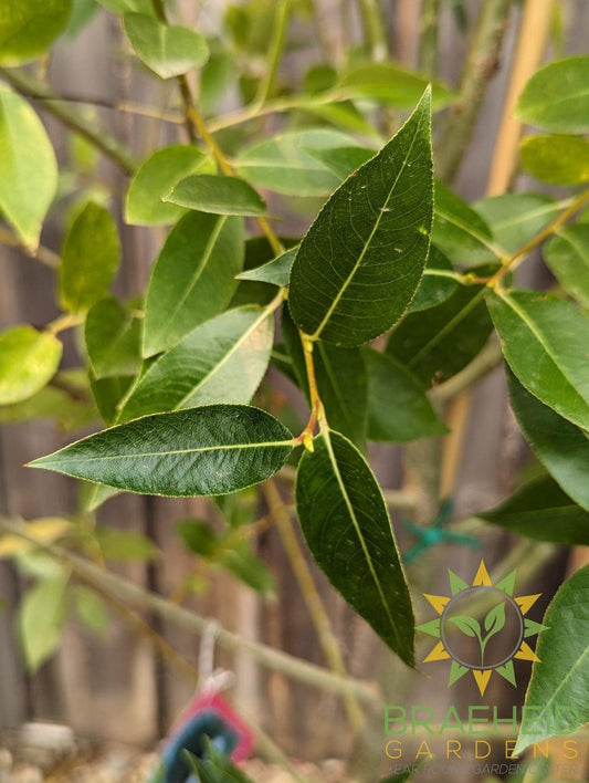 Laurel Leaf Willow - NO SHIP - Tree for sale, Grown in Grande Prairie -Braeheid Gardens Ltd. on Emerson Trail