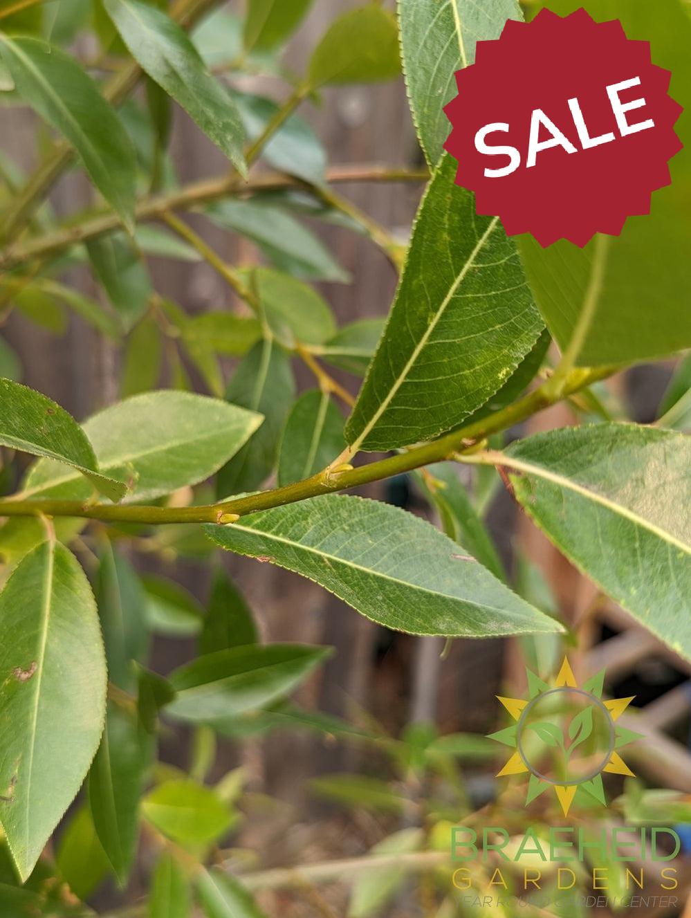 Laurel Leaf Willow - NO SHIP - Tree for sale, Grown in Grande Prairie -Braeheid Gardens Ltd. on Emerson Trail