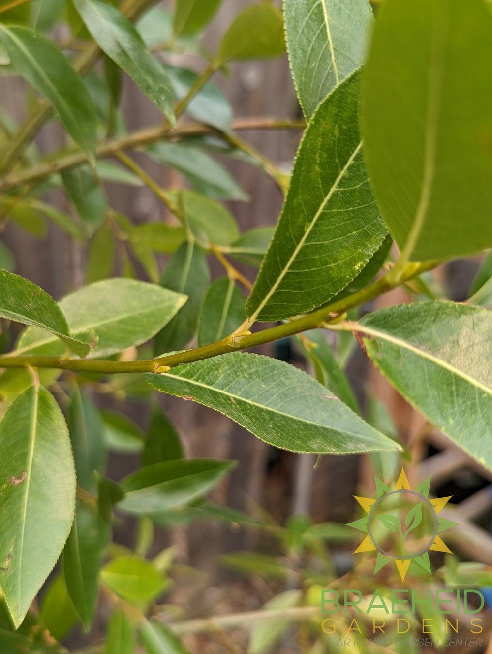 Laurel Leaf Willow - NO SHIP - Tree for sale, Grown in Grande Prairie -Braeheid Gardens Ltd. on Emerson Trail