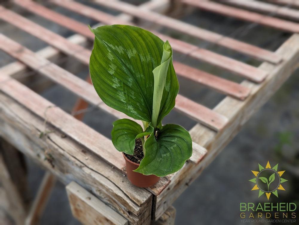 kaempferia fanciful peacock shazam