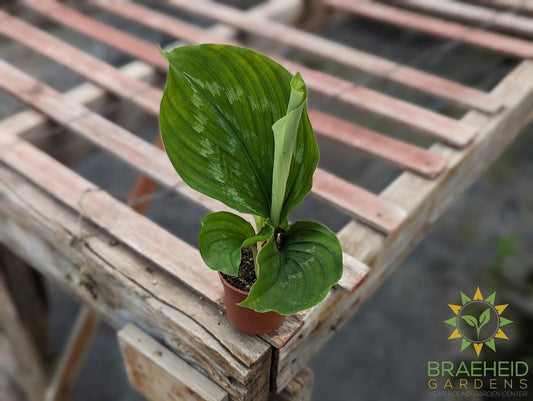kaempferia fanciful peacock shazam