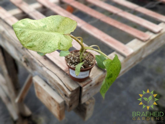 Philodendron Paraiso Verde