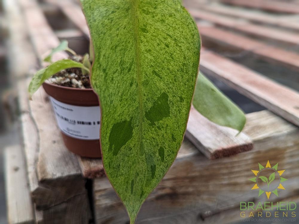 Philodendron Paraiso Verde