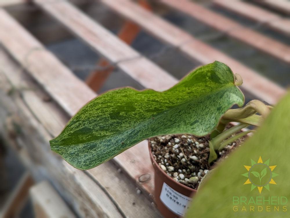 Philodendron Paraiso Verde