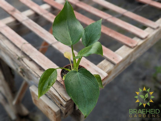 Philodendron Rugosum