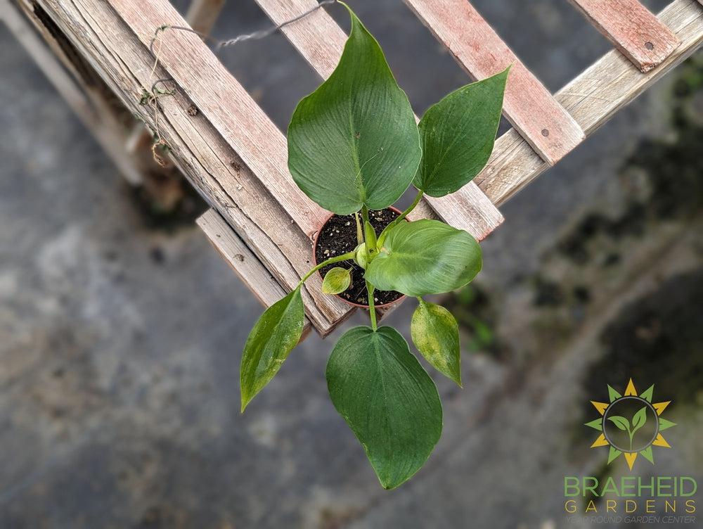 Philodendron Rugosum