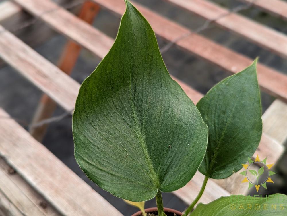 Philodendron Rugosum