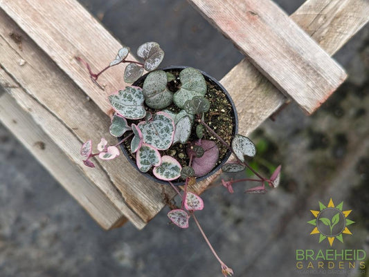 Variegated String of Hearts