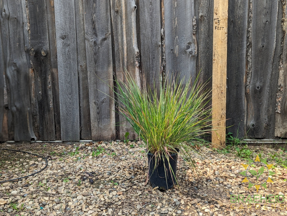 Prairie Blues Grass - NO SHIP -