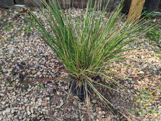 Prairie Blues Grass - NO SHIP -