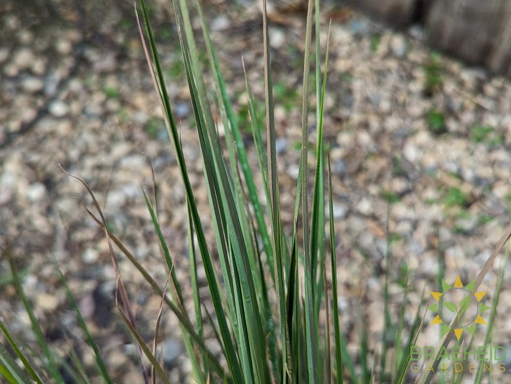 Prairie Blues Grass - NO SHIP -