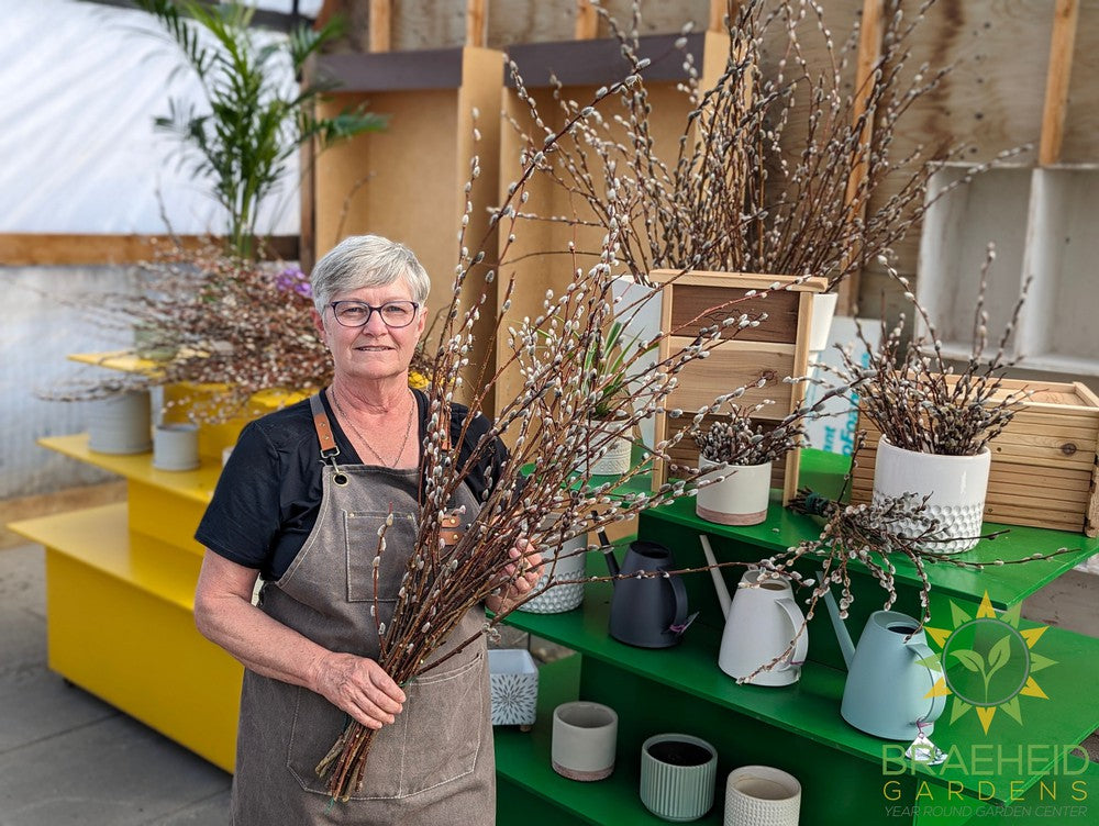 Pussy Willow Bundles