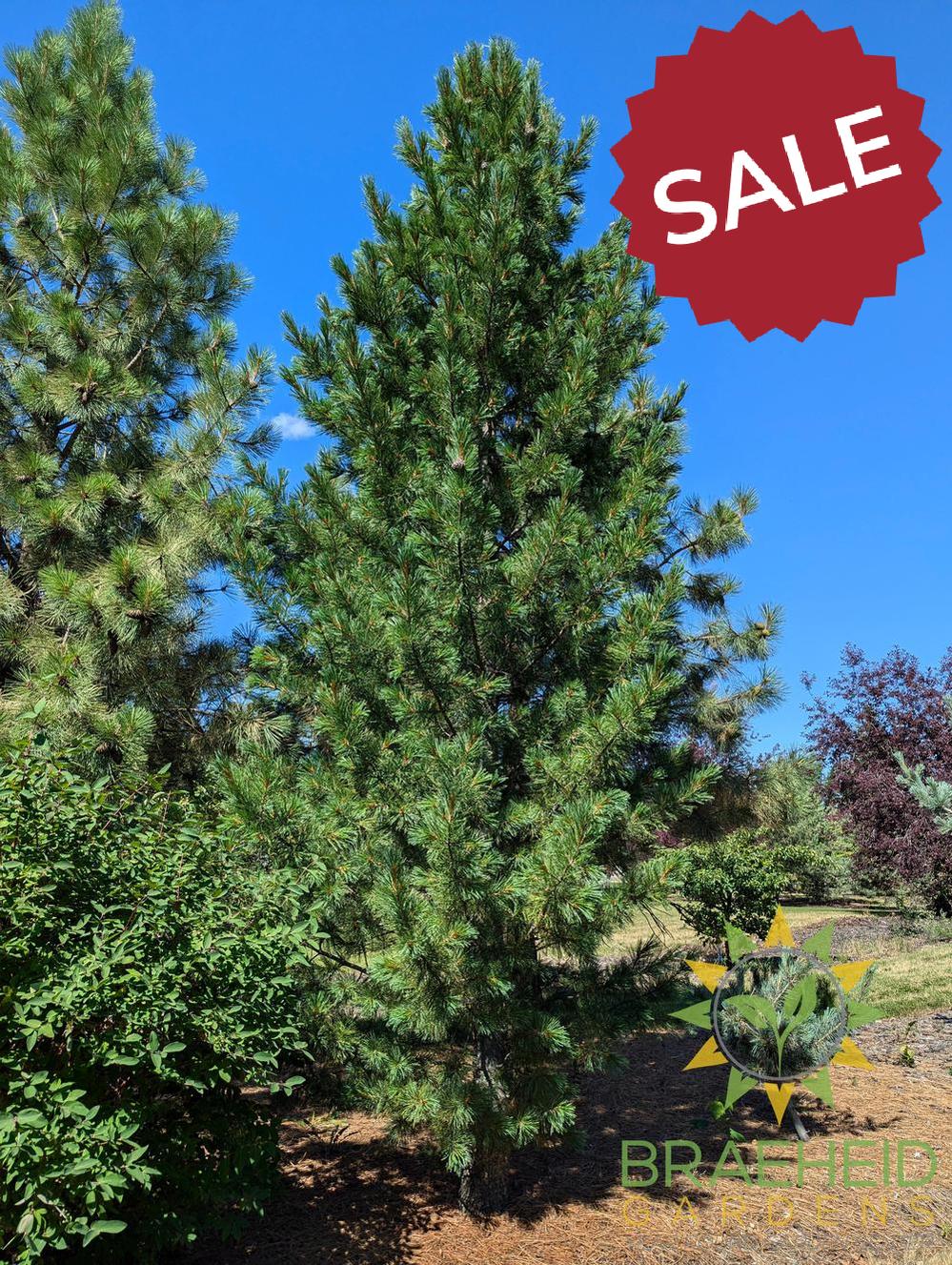 Blue Swiss Stone Pine