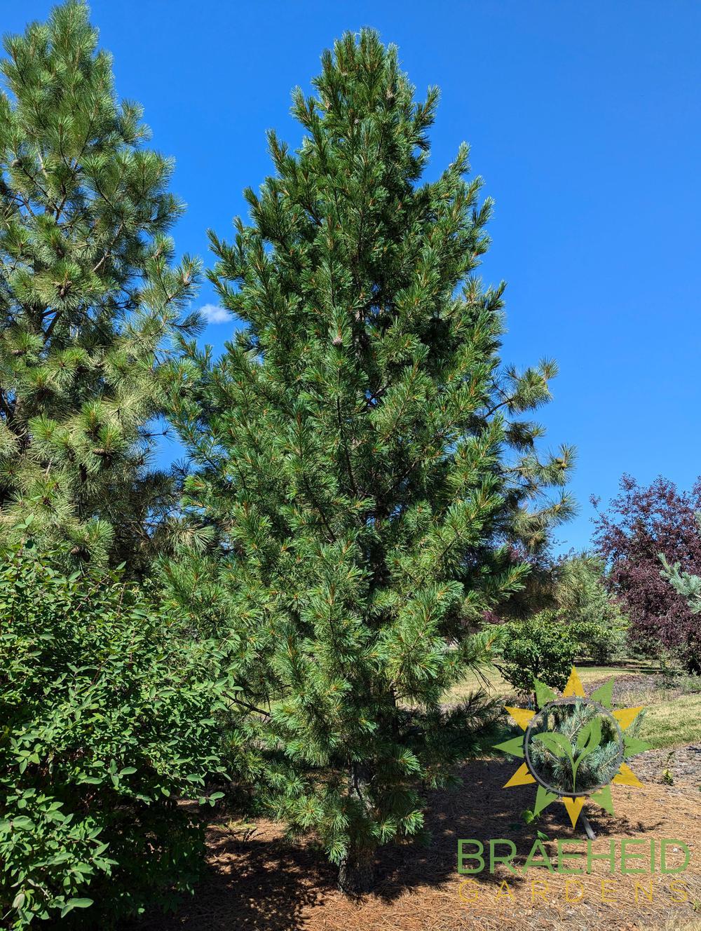 Blue Swiss Stone Pine