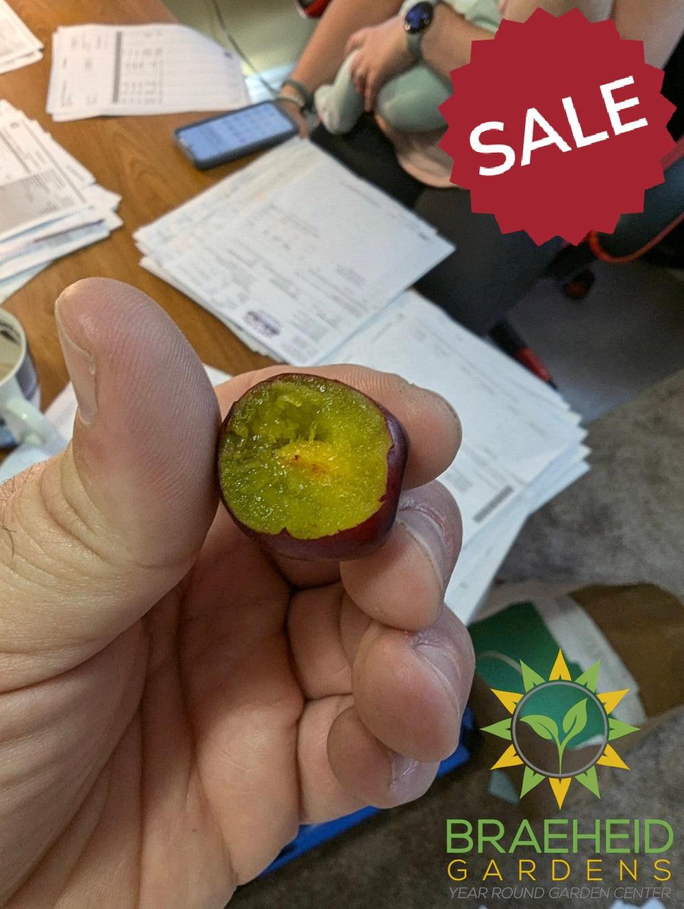 Auction #1 - Beginner’s Orchard Bundle – 9 Hardy Edible Fruit Trees + Fertilizer – Zone 3b Friendly