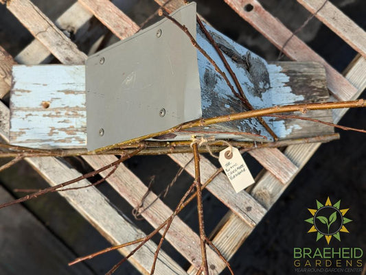 Rustic Chickadee Bird House