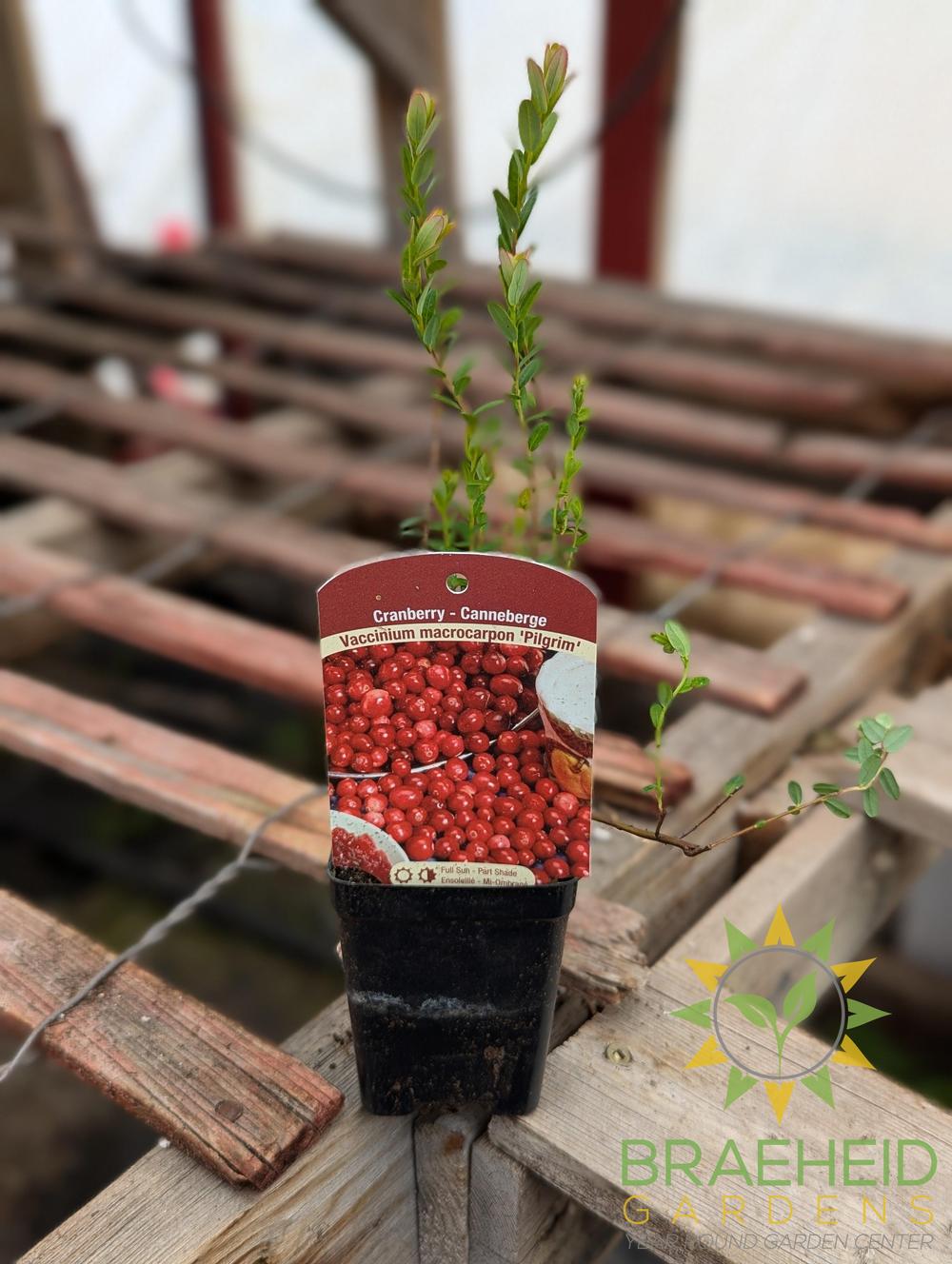 Cranberry Pilgrim