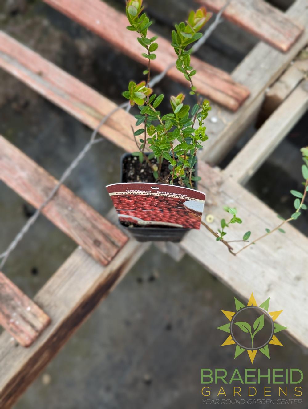 Cranberry Pilgrim