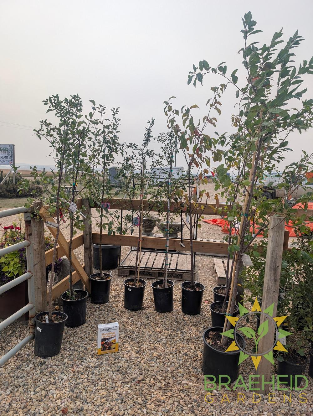 Auction #1 - Beginner’s Orchard Bundle – 9 Hardy Edible Fruit Trees + Fertilizer – Zone 3b Friendly