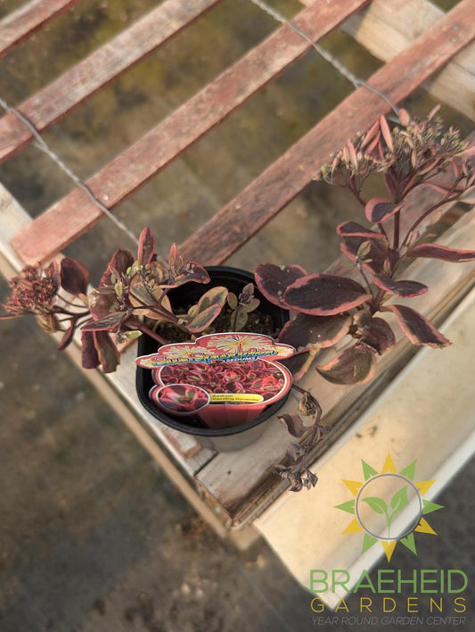 Sedum x Sunsparkler Dazzling Dynamite