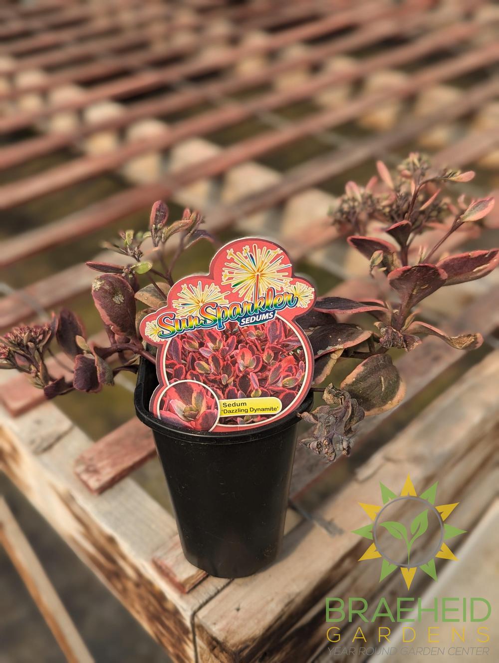 Sedum x Sunsparkler Dazzling Dynamite