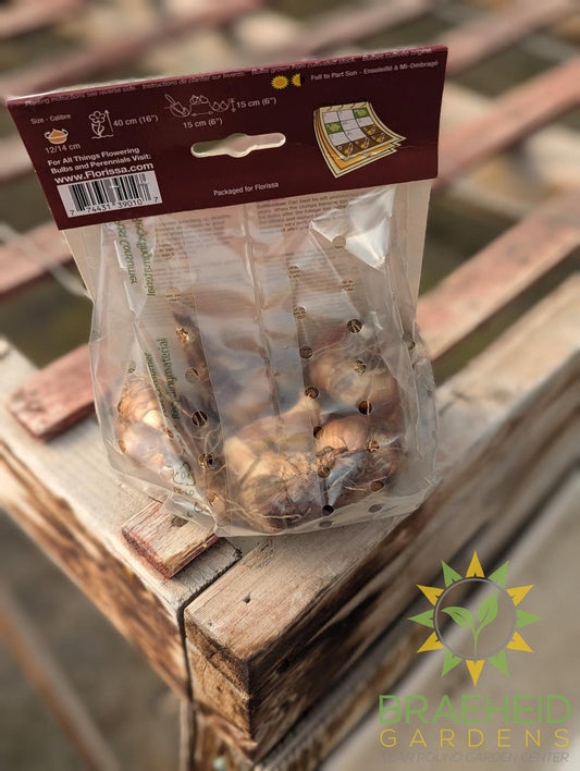 Barret Browning Narcissus Bulb