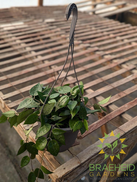 Hoya Parasitica Black Margin Hanging Basket