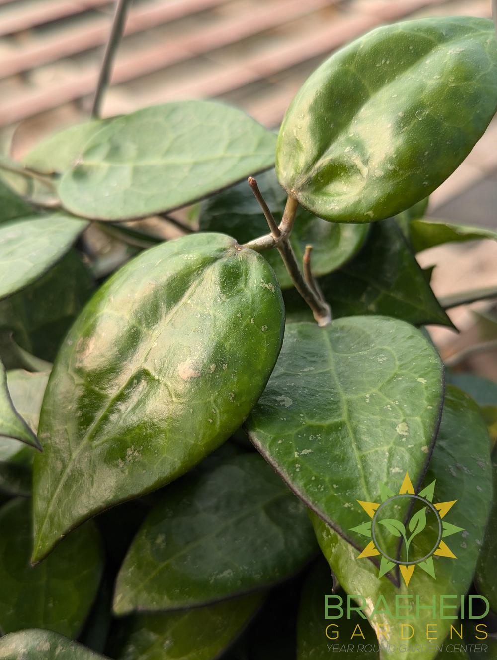 Hoya Parasitica Black Margin Hanging Basket