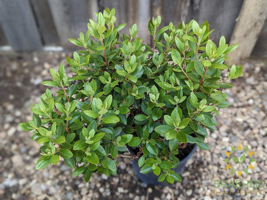 P.J.M. Elite Rhododendron