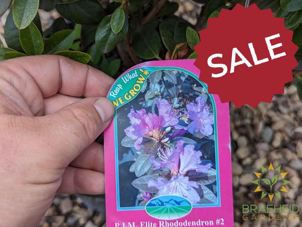 P.J.M. Elite Rhododendron