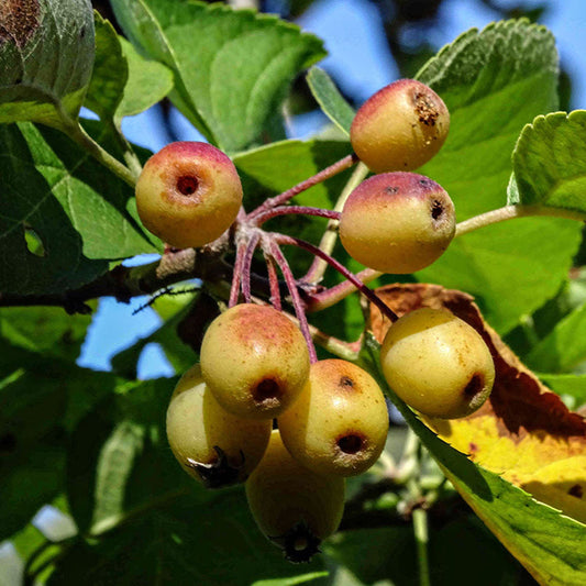 Pacific Crab Apple