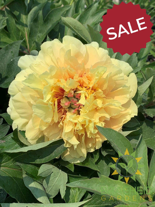 Itoh Peony 'Garden Treasure' - NO SHIP -