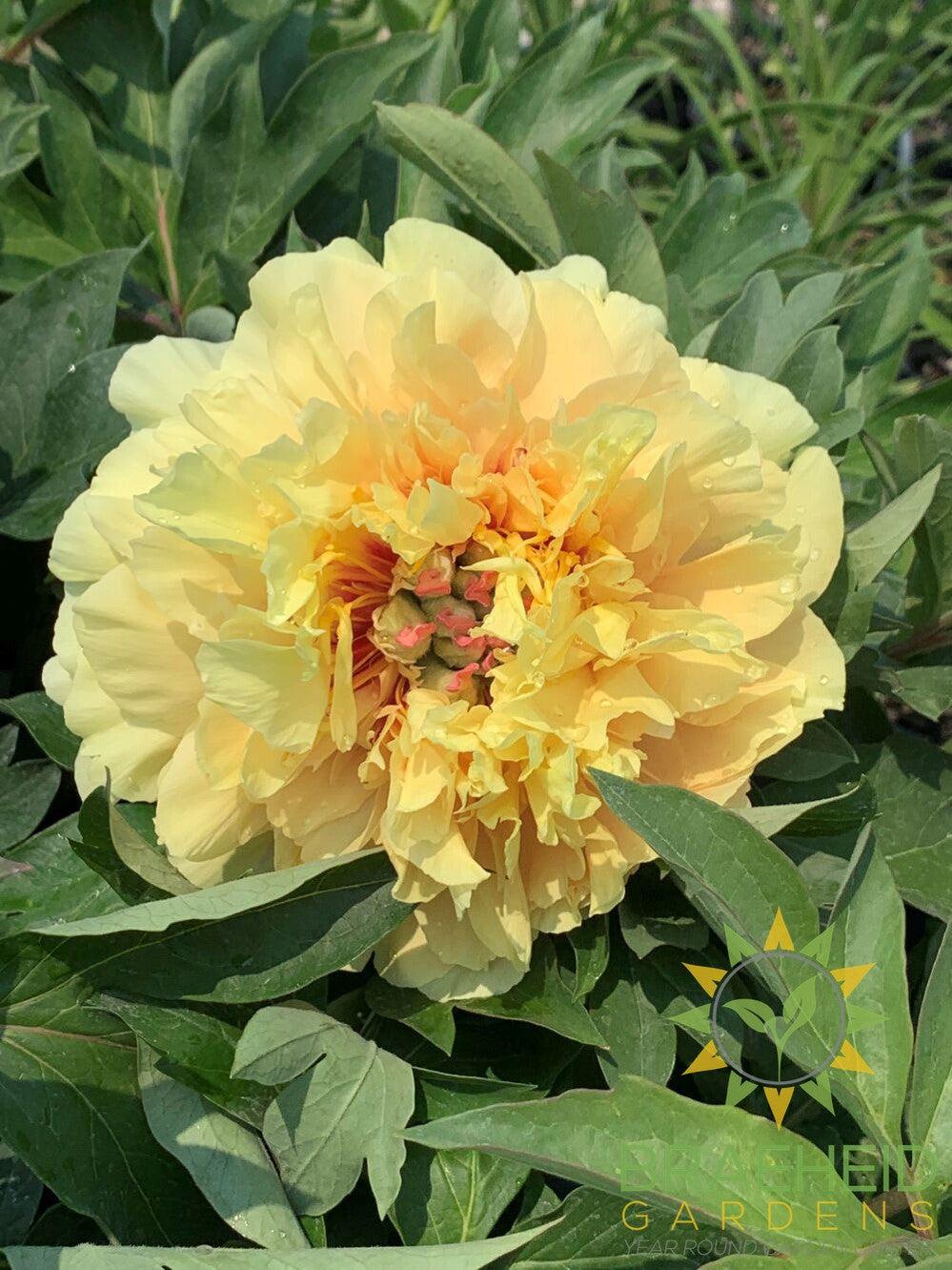 Itoh Peony 'Garden Treasure' - NO SHIP -