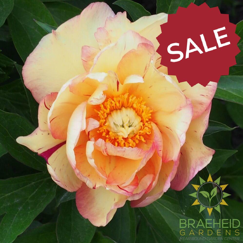 Lollipop Itoh Peony - NO SHIP -