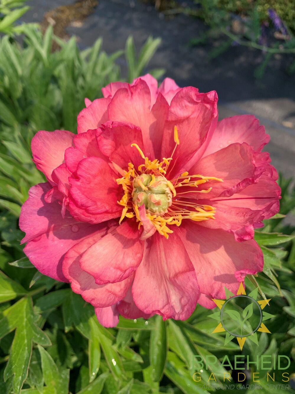 Itoh Peony 'Pink Ardour' -NO SHIP -