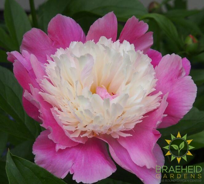Bowl Of Beauty Peony
