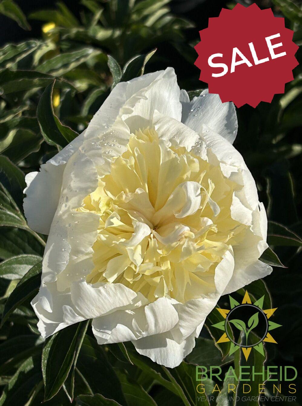 Bowl Of Cream Peony