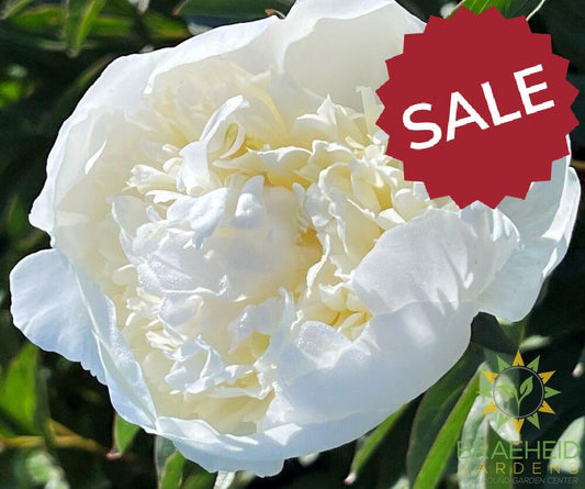 Duchesse de Nemours Peony - NO SHIP -
